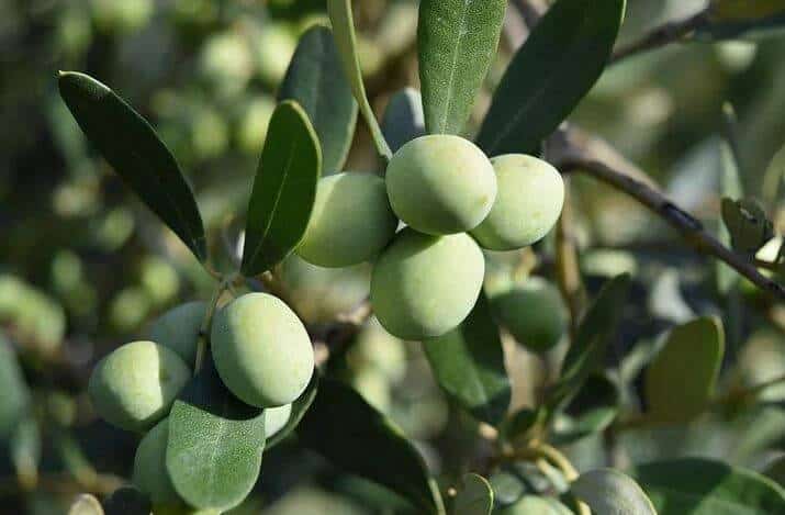 Green olives growing