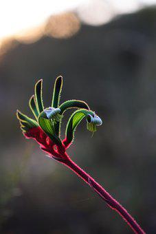 Kangaroo paws flower