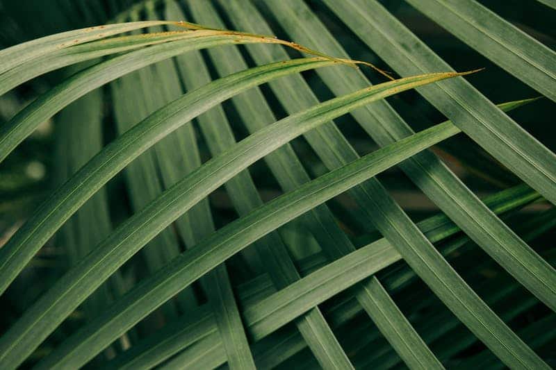 Kentia palm leaf