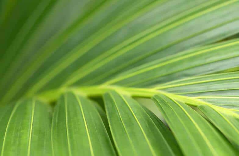 Kentia palm plant green leaf