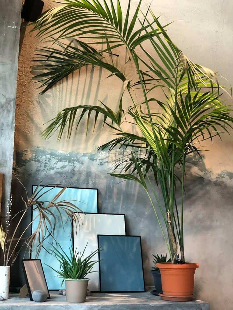 Kentia palm plant in a pot