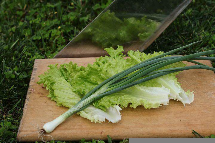 Lettuce and scallion