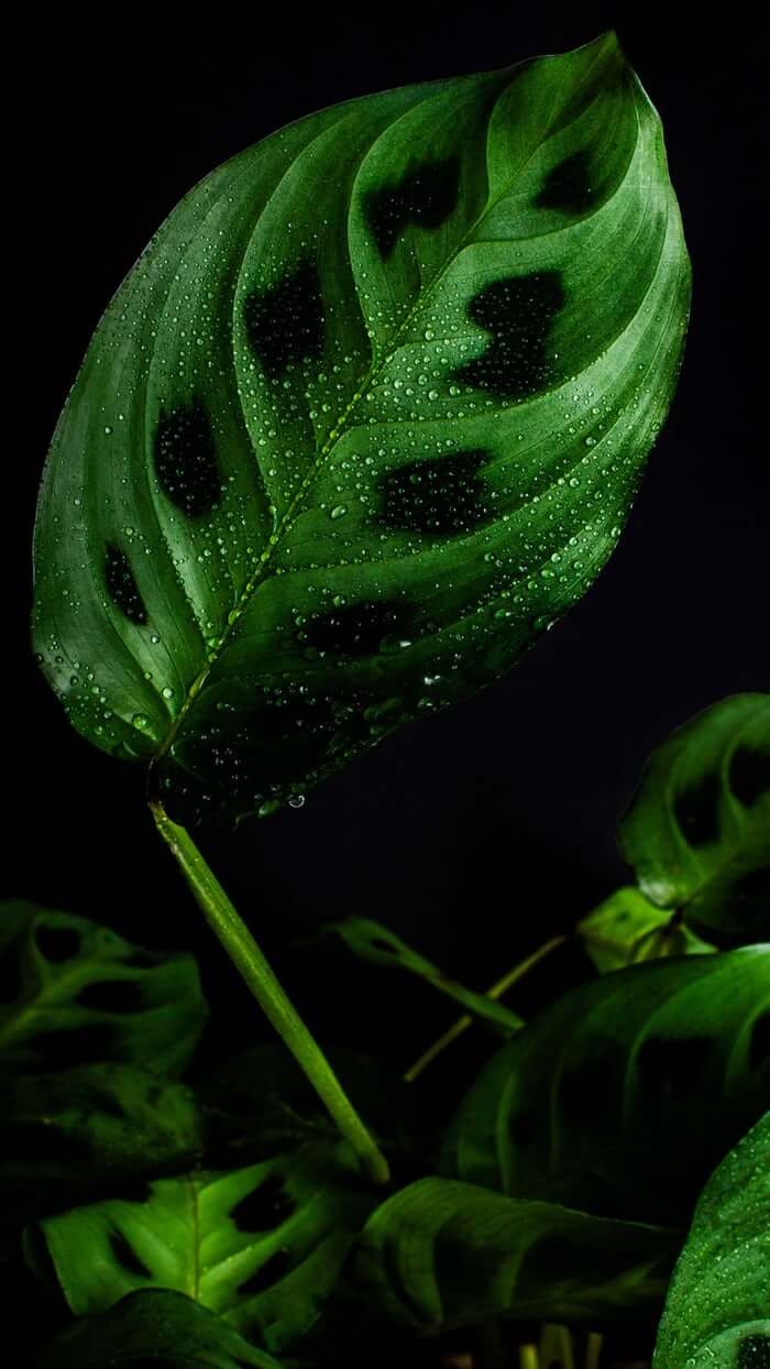 Moist Prayer plant leaf