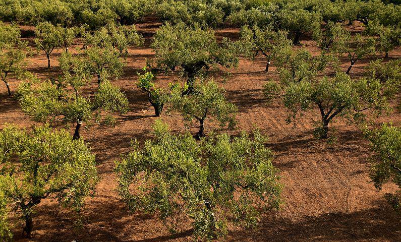 Olive trees in soil