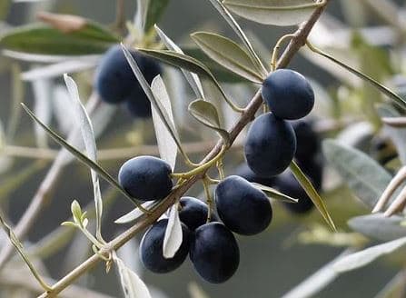 Olives growing on a branch