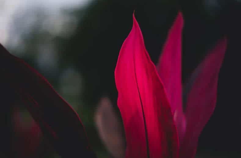 Pink Hawaiian Ti plant leaves