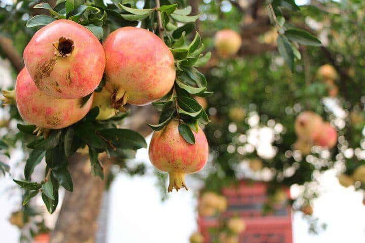 Pomegranates in trees