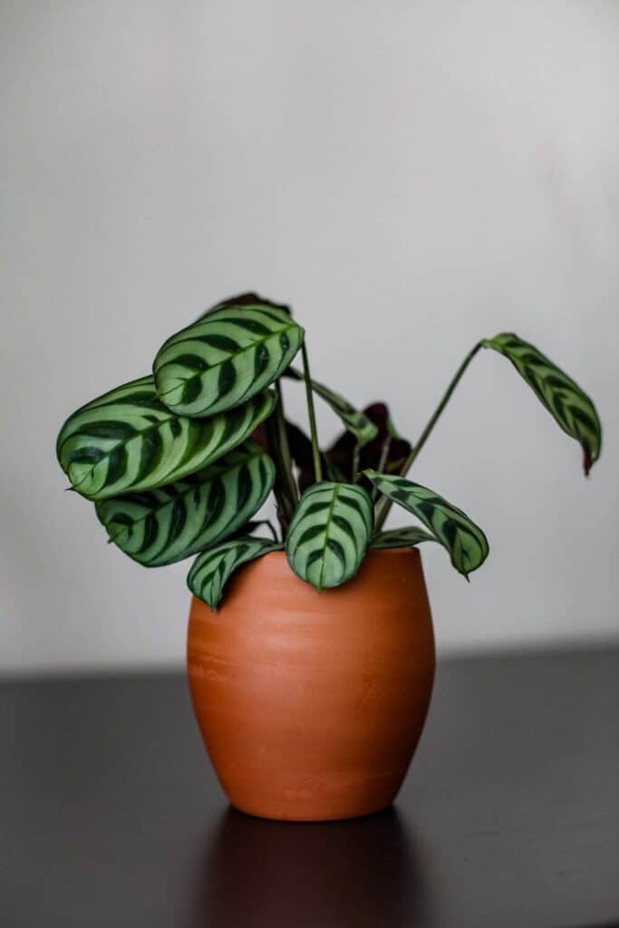 The Prayer Plant Care Guide - a Friendly Gardener