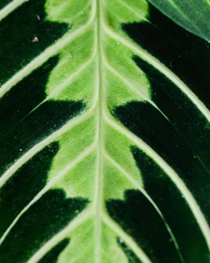 Prayer plant leaf
