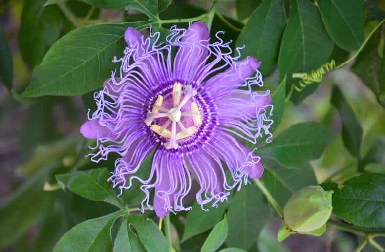 Purple passion flower growing
