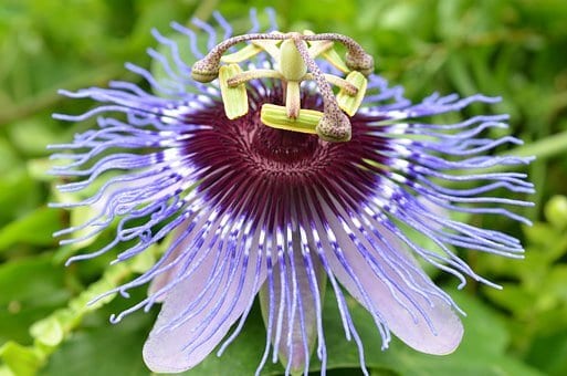 Purple passion flower