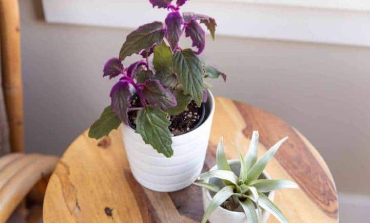 Purple passion plant in pots