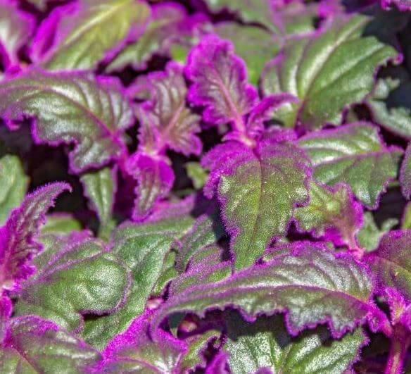 Purple passion plant leaves