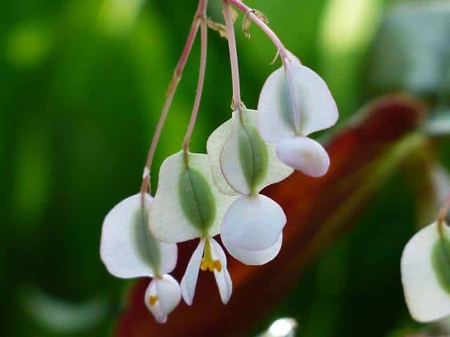 Angel wing begonia white flowers