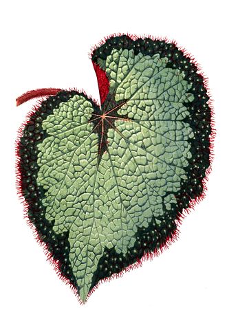 Begonia leaf