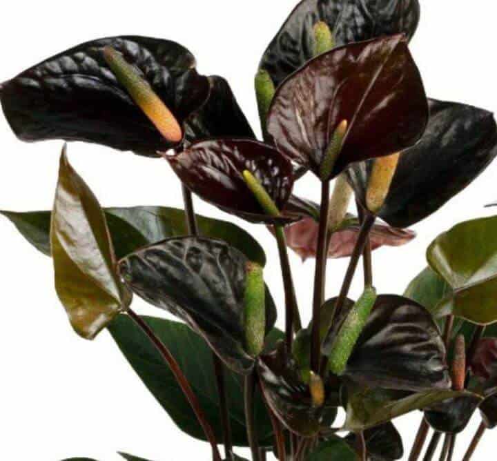 Black Anthurium plant