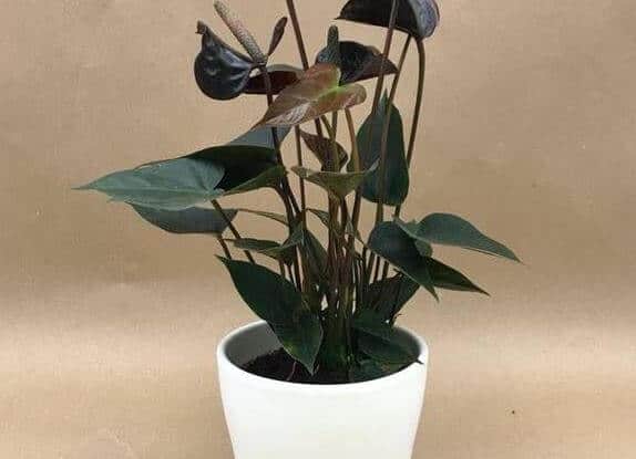 Black anthurium in pot
