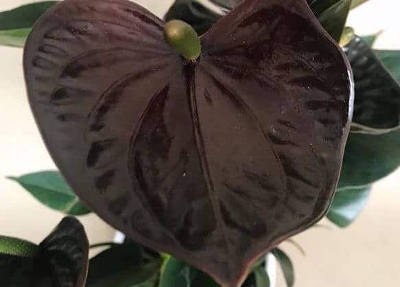 Black anthurium leaf
