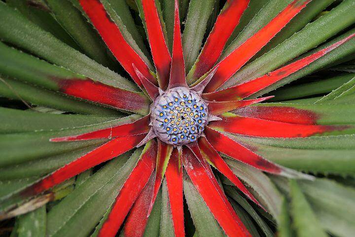 Blushing bromeliad flower