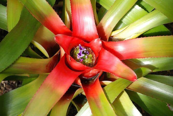 Blushing bromeliad plant care