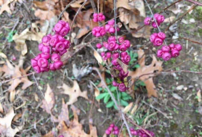 Coralberry growing outside