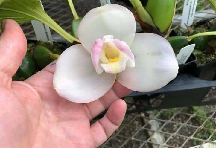 Lycaste orchid flower growing