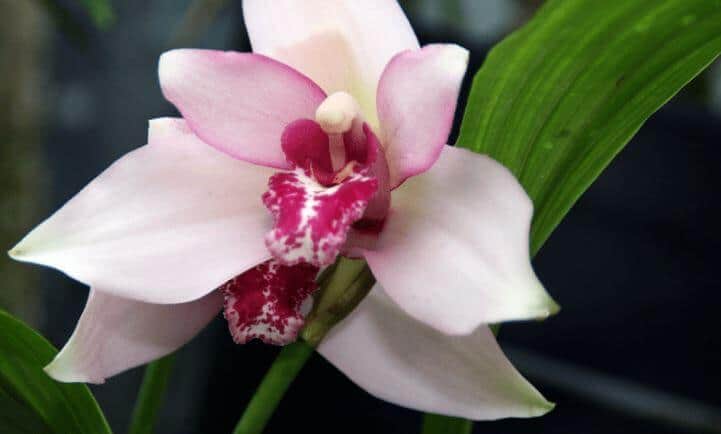 Lycaste orchid flower