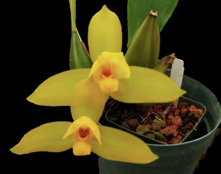 Lycaste orchid in pot