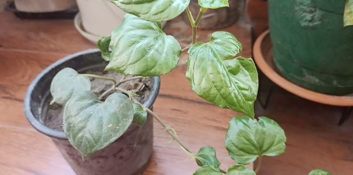 betel leaf plant in pot