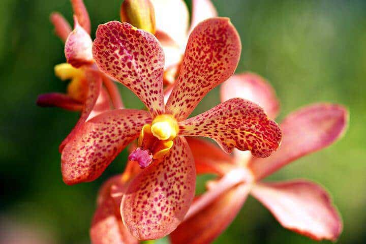 Orange cattleya flower