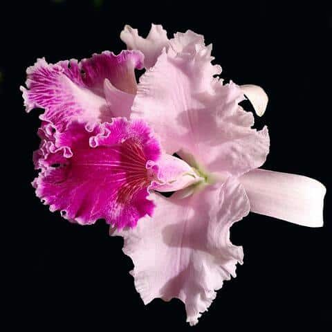 Orchid cattleya flower