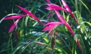 A Resilient Bromeliad: Queens Tears Plant - a Friendly Gardener