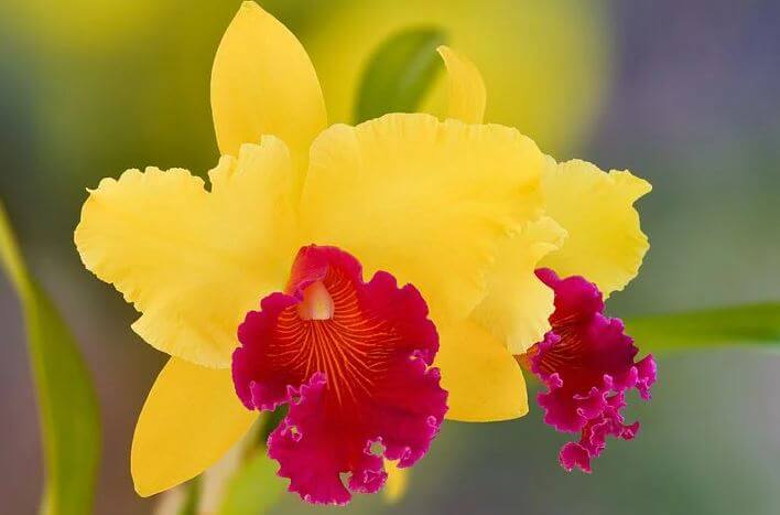 Yellow corsage orchid flower