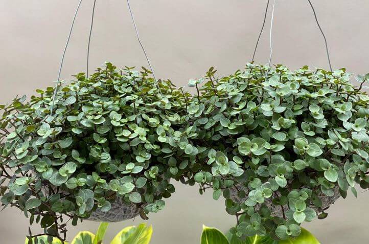 Afro hanging plant