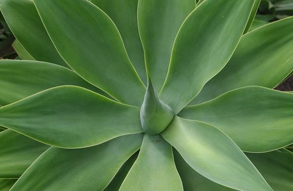 Agave variegated century plant