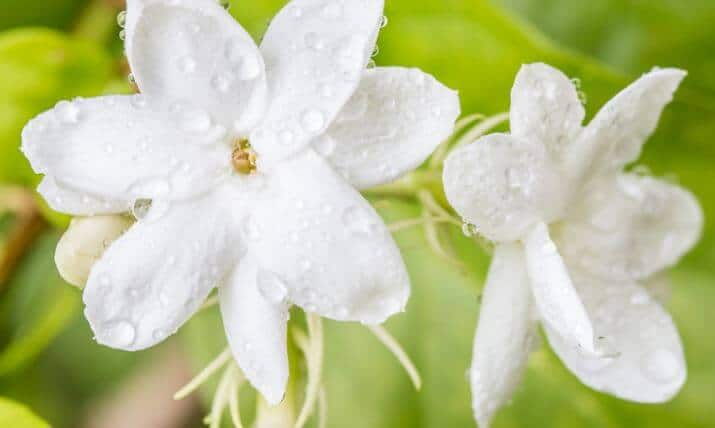Arabian jasmine flower