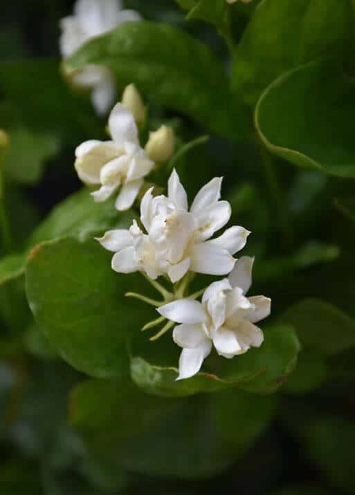 Arabian tea jasmine plant