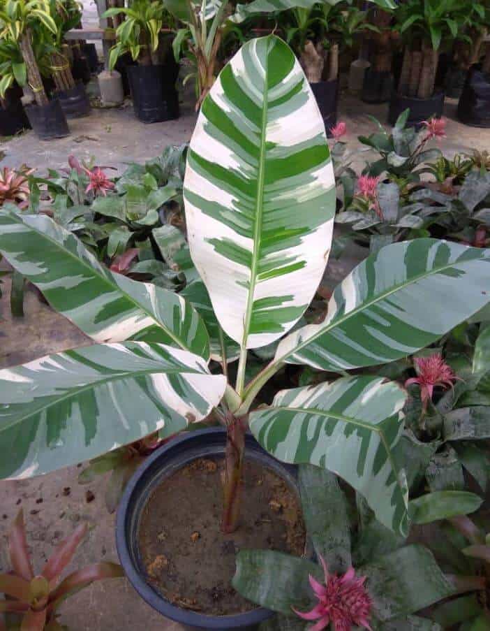 Banana tree variegated