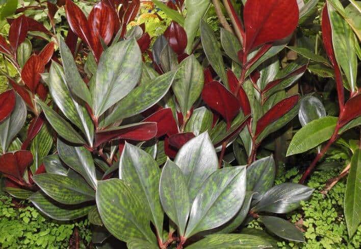 Blood red spiral costus plant
