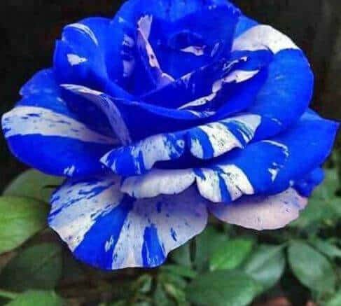 Blue dragon rose bush