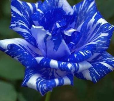 Blue dragon rose