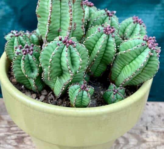 Cactus succulent propagation