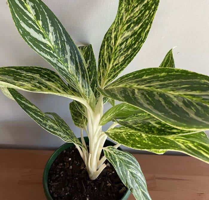 Chinese evergreen plant in pot