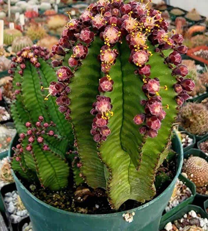 Euphorbia Anoplia