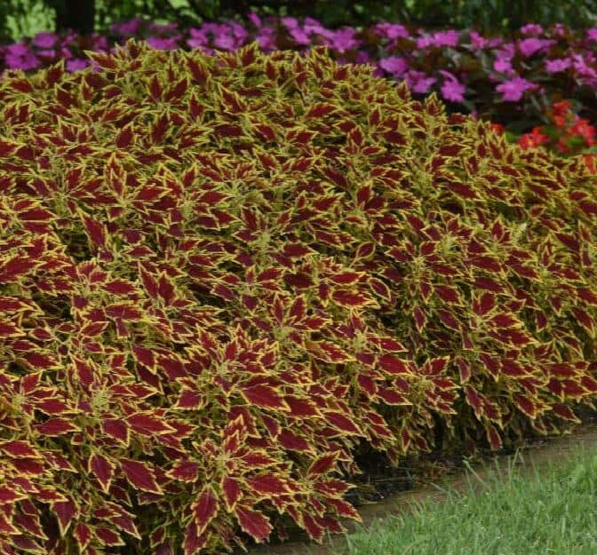 Flamethrower plant propagation