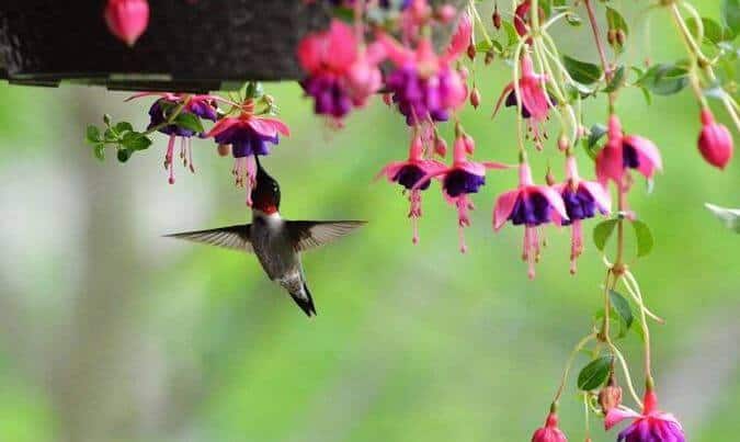 Flowers for hummingbirds