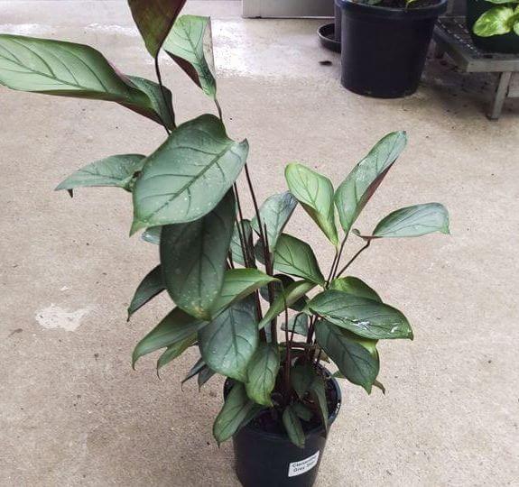 Grey star plant in pot