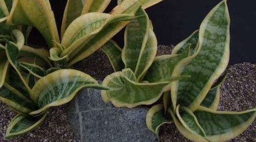 Growing gold twist snake plant in pot
