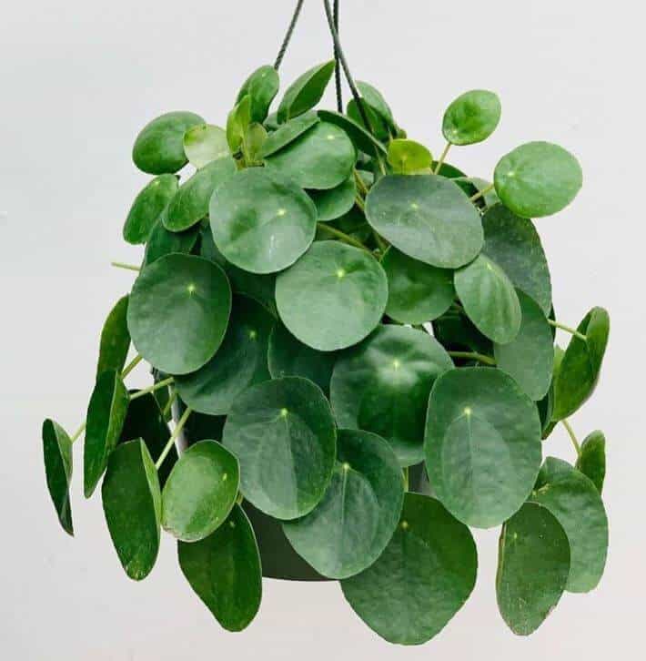 Hanging pilea plant