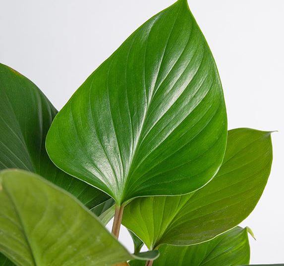 Homalomela leaf